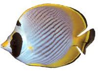 pandabutterflyfish.jpg
