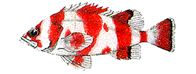 flagrockfish.gif