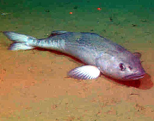 sablefish.jpg