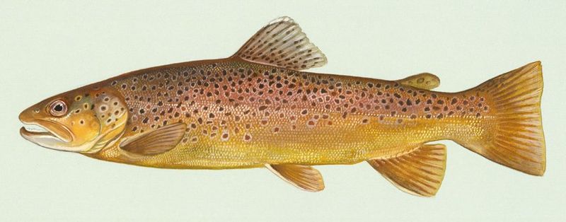 browntrout.jpg