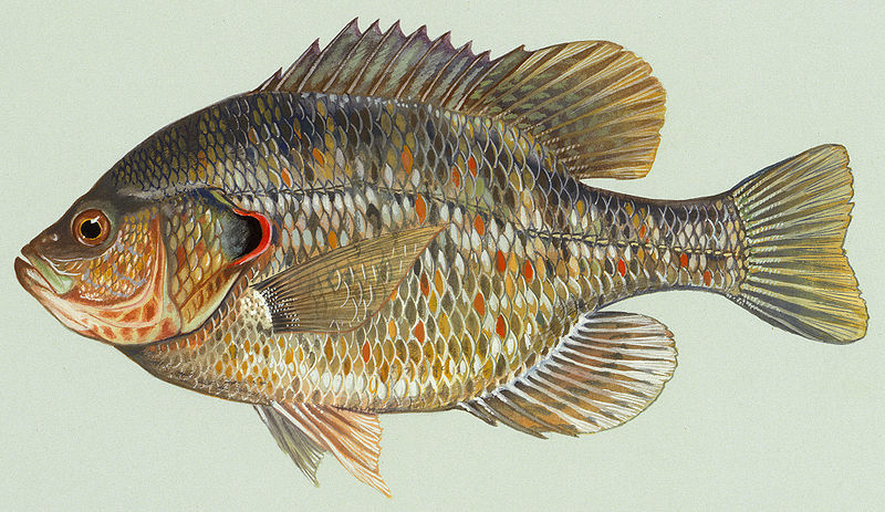 redearsunfish.jpg