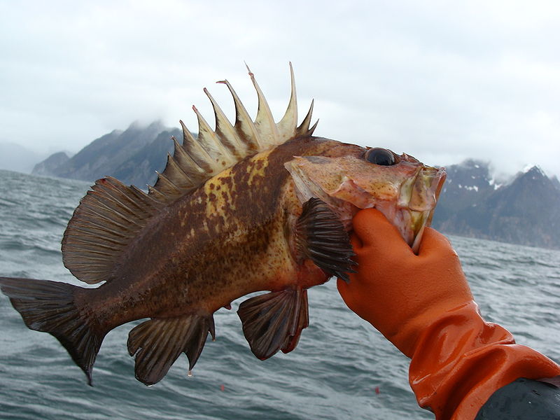 quillbackrockfish.jpg