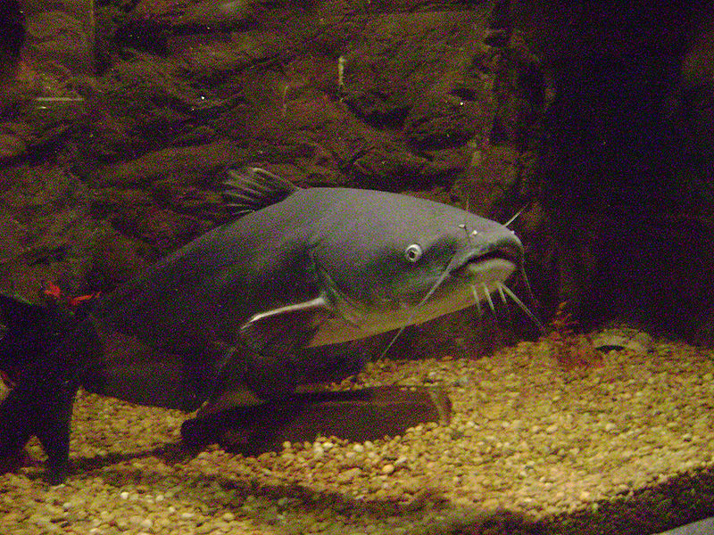 bluecatfish.jpg