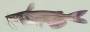 channelcatfish.jpg