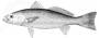 sandweakfish.jpg