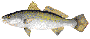 acoupaweakfish.gif