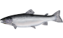 atlanticsalmon.png