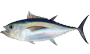 bigeyetuna.png