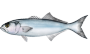 bluefish.png