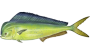 mahi-mahi.png