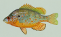 orangespottedsunfish.png