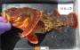 californiascorpionfish.jpg