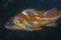 copperrockfish.jpg