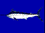 blackmarlin.gif